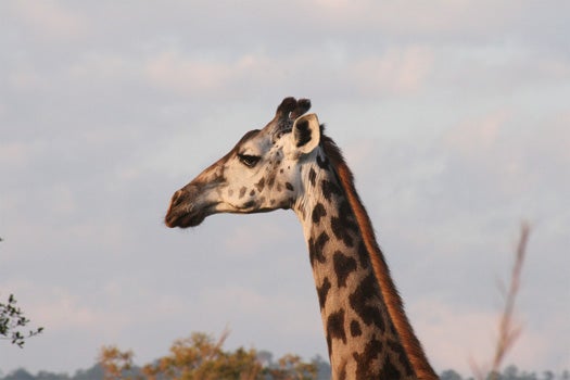 Many land mammals, including deer, antelopes, bison, and elephants, participate in some sort of same-sex play, and it's especially common in male giraffes. Young adult males of this species practice "necking," where they gently rub their necks on each other's bodies for extended periods of time, meanwhile ignoring females. Necking usually leads to erections, and within fifteen minutes or so, one male may been seen with his neck frozen and stretched forward in what appears to be intense pleasure. Mounting and ejaculation often follows necking. As males age, same-sex sexual behaviors give way to heterosexual encounters. Among young American bison bulls, same-sex anal mounting is far more common than heterosexual sex, and can last twice as long.