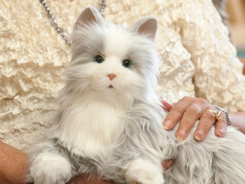 Pet of the Week: Mr Kitty