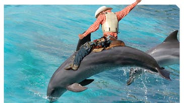 FYI: What Do Dolphins and Rodeo Bulls Have in Common?