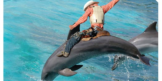 FYI: What Do Dolphins and Rodeo Bulls Have in Common?