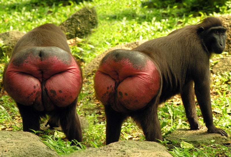 Celebes Crested Macaque Butt