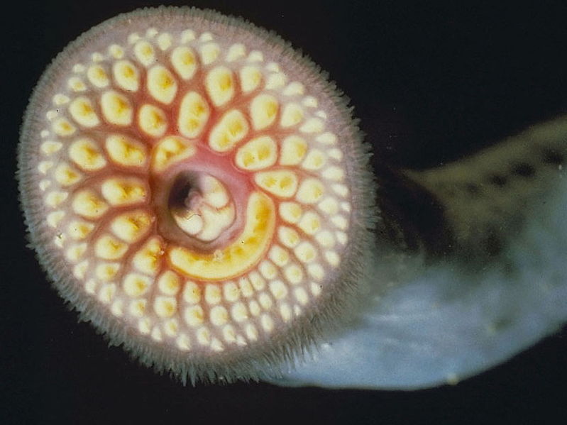 ‘Cyberplasm,’ a Micro-Robot Modeled After the Sea Lamprey, Could Swim Around Inside You