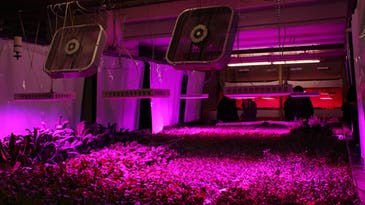 Building a Vertical Farm in an Old Chicago Meatpacking Plant