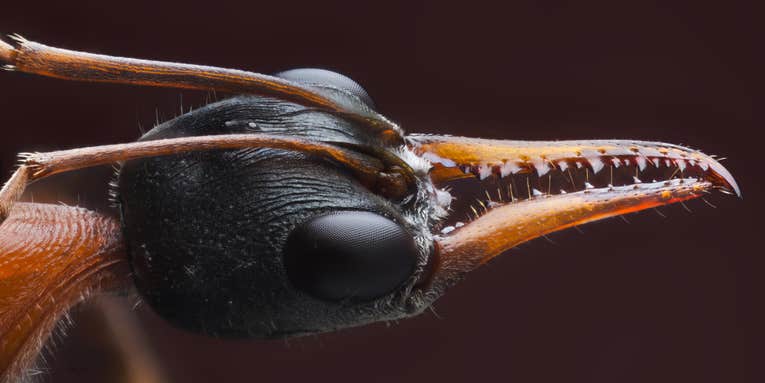 5 Of The Most Horrifying Mouths In Nature