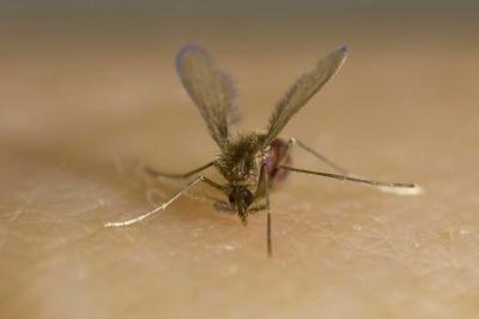 This is a sand fly, an insect which spreads leishmaniasis.