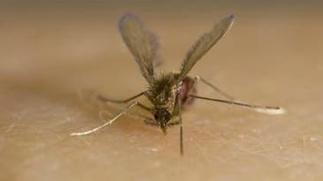 Leishmania Parasite: Deadly For Humans, But Good For Flies?