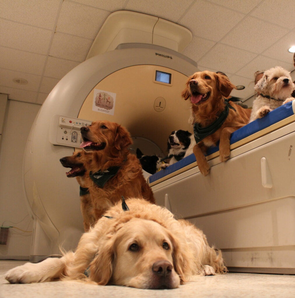 Dogs lying next to scanner