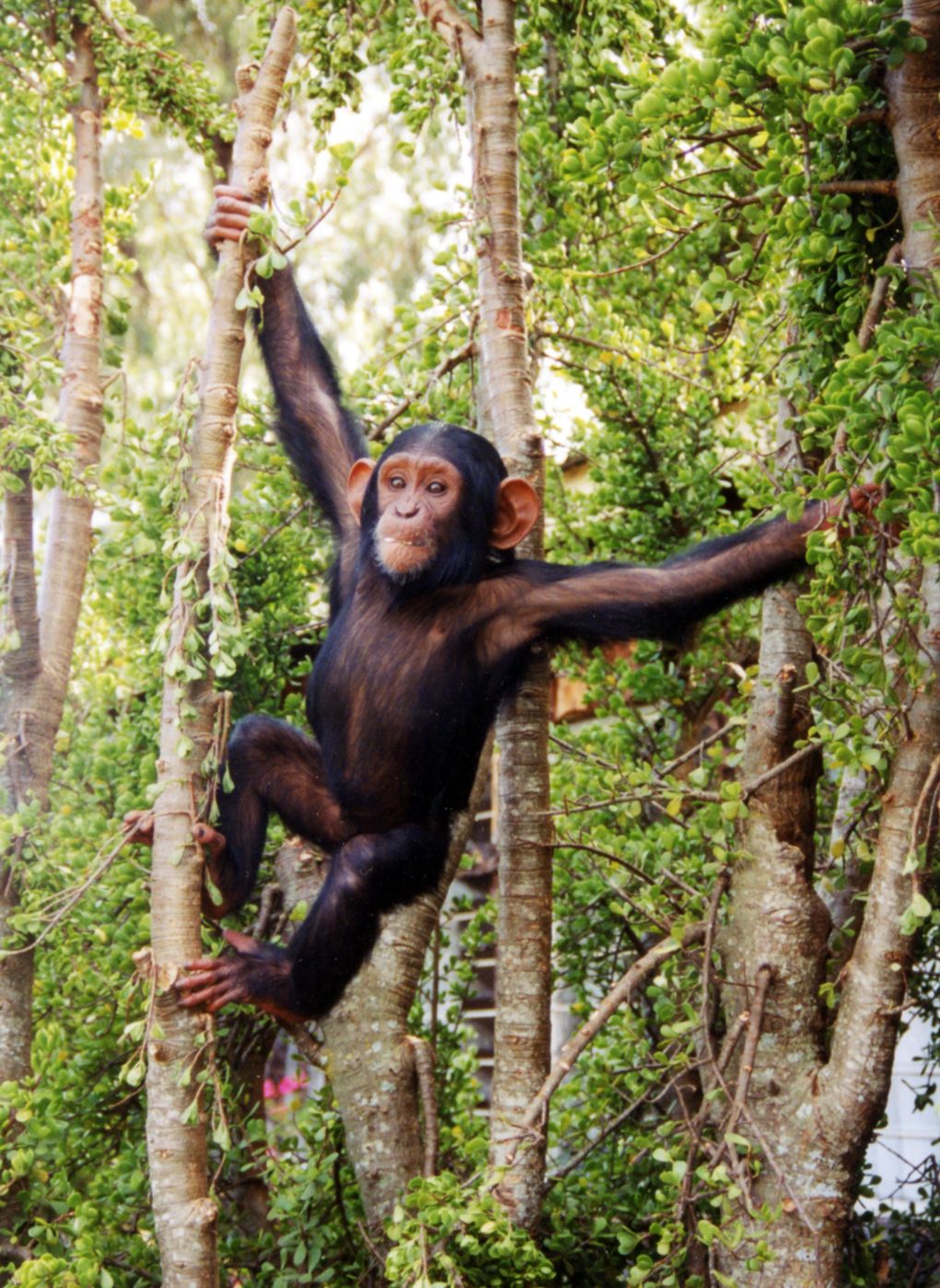 The ‘Whos’ and ‘Whichs’ of Chimpanzees