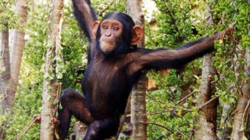 The ‘Whos’ and ‘Whichs’ of Chimpanzees