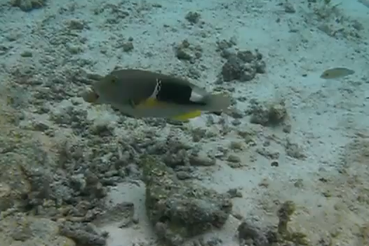 Video: Plucky Fish Swims Far Away to Find Proper Tool For Eating Dinner