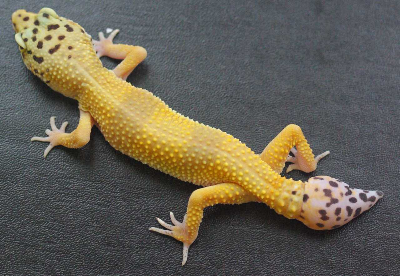 The secrets of gecko tails could help heal human spine injuries