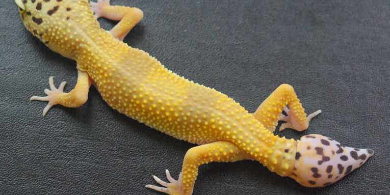 The secrets of gecko tails could help heal human spine injuries
