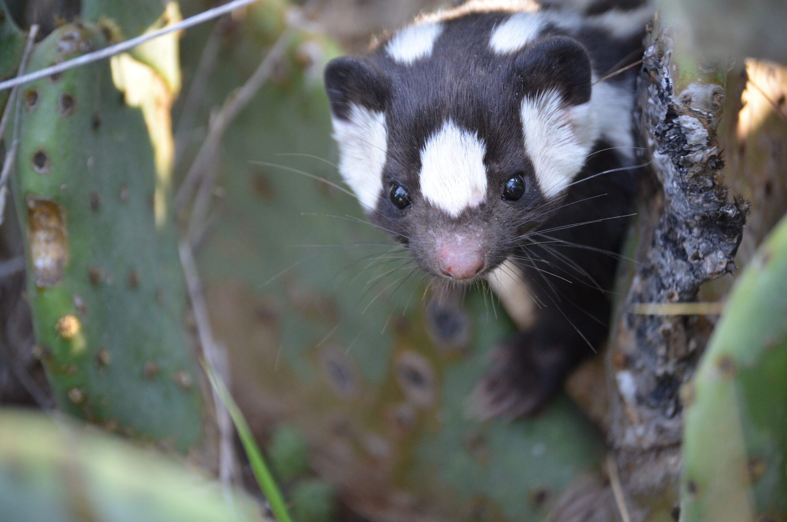 Ancient climate change drove the evolution of this adorable hand-standing skunk