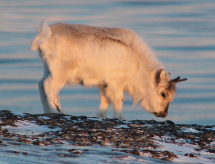 Rainy days during winter encapsulate herbivores' food sources in ice, so reindeer in Svalbard have to look elsewhere for food. This reindeer calf is searching for kelp along the shoreline.