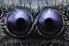 jumping spider eyes under a microscope