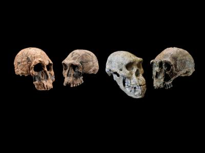 For decades, scientists have agreed that many of the physical traits that make us human came about in the genus <em>Homo</em> about 2 million years ago in Africa. But, according to a study published this week in <em>Science</em>, the timing may not have been so simple. By studying skulls of various human relatives, researchers determined that characteristics such as our large brains, long legs, long maturation periods and use of tools may have come about through a smattering of smaller changes at different times over the past 4 million years.