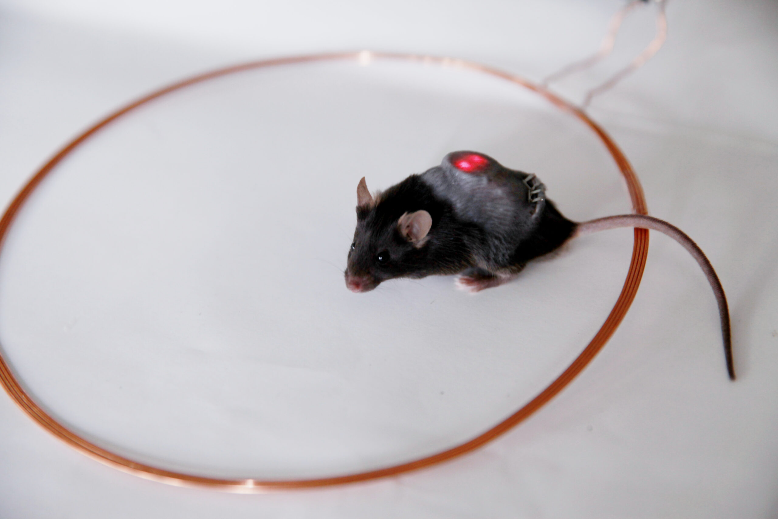 Smartphone-controlled cells release insulin on demand in diabetic mice