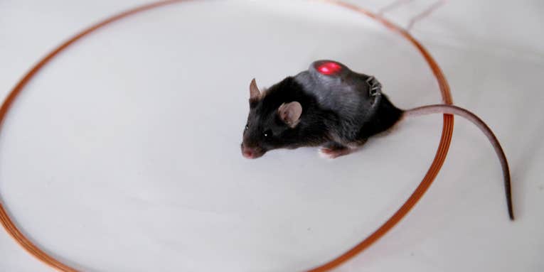 Smartphone-controlled cells release insulin on demand in diabetic mice