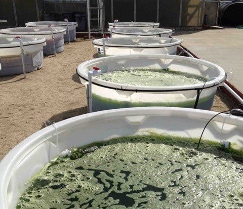 vats of algae