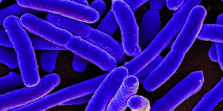 A warmer planet might make deadly bacteria more resistant to antibiotics