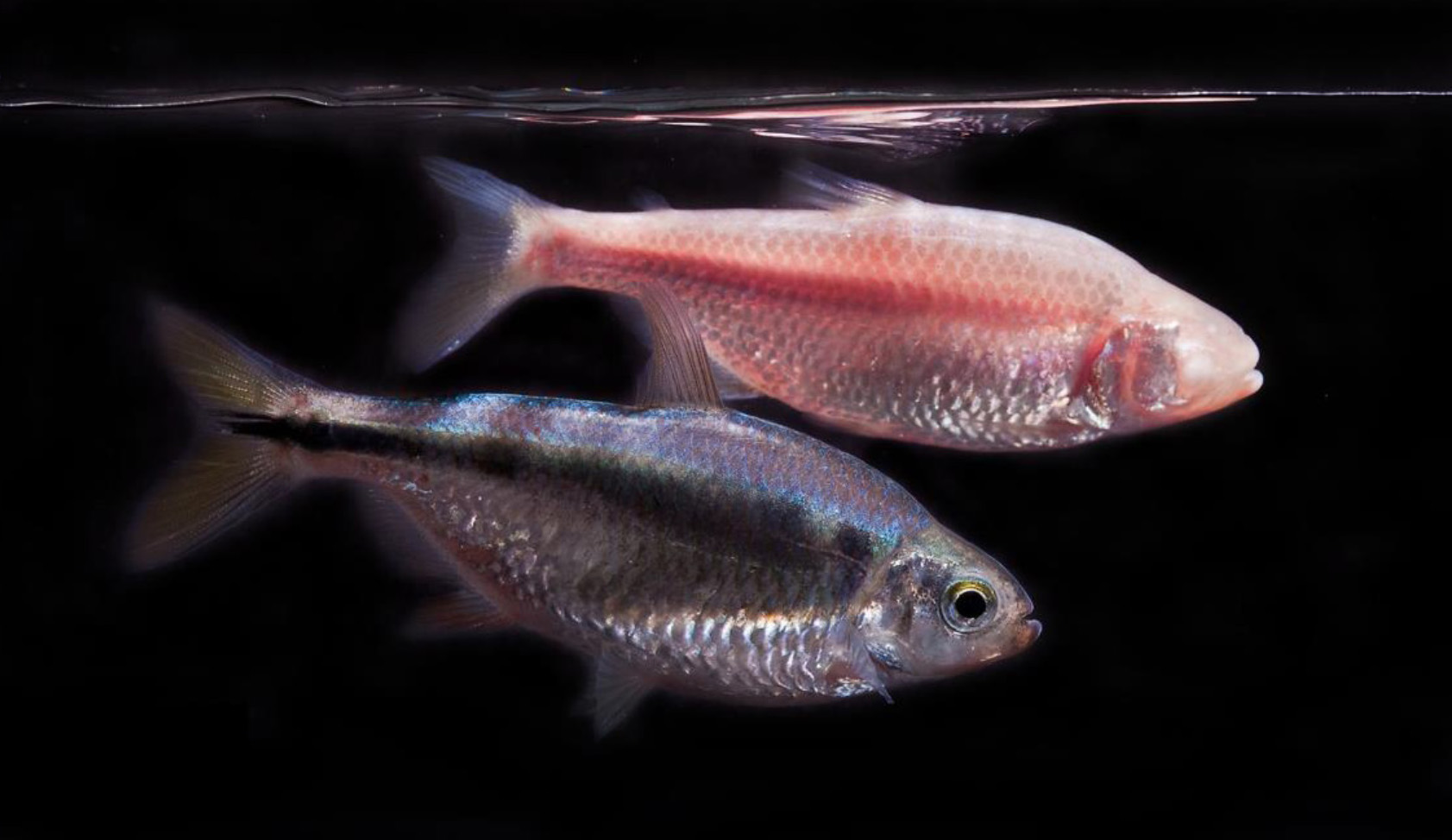 A fish that barely sleeps could help turn humans into all-night party animals