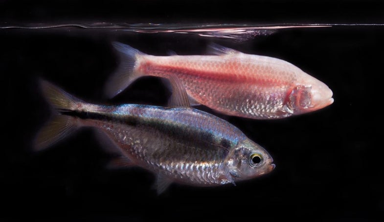 The fish species Astyanax mexicanus exists in two populations. The cavefish, top, evolved to have no eyes and little to no pigment. The surface dwelling fish, below the cavefish, have eyes and more pigment.