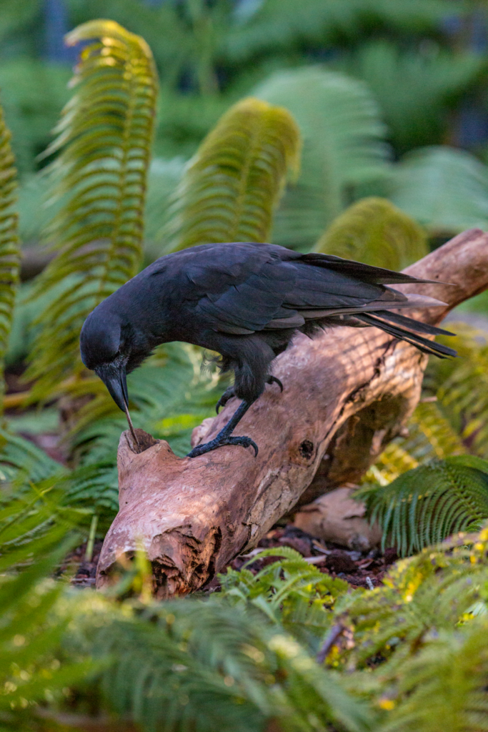 captive hawaiian crow forages for food in a log