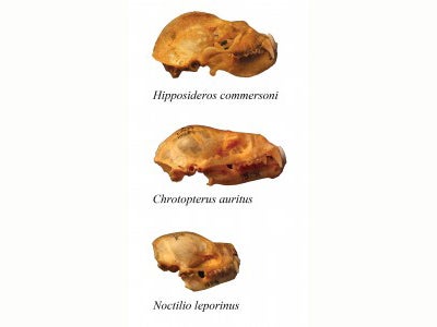 skulls of three bat species