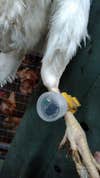 tracking device on a chicken's leg