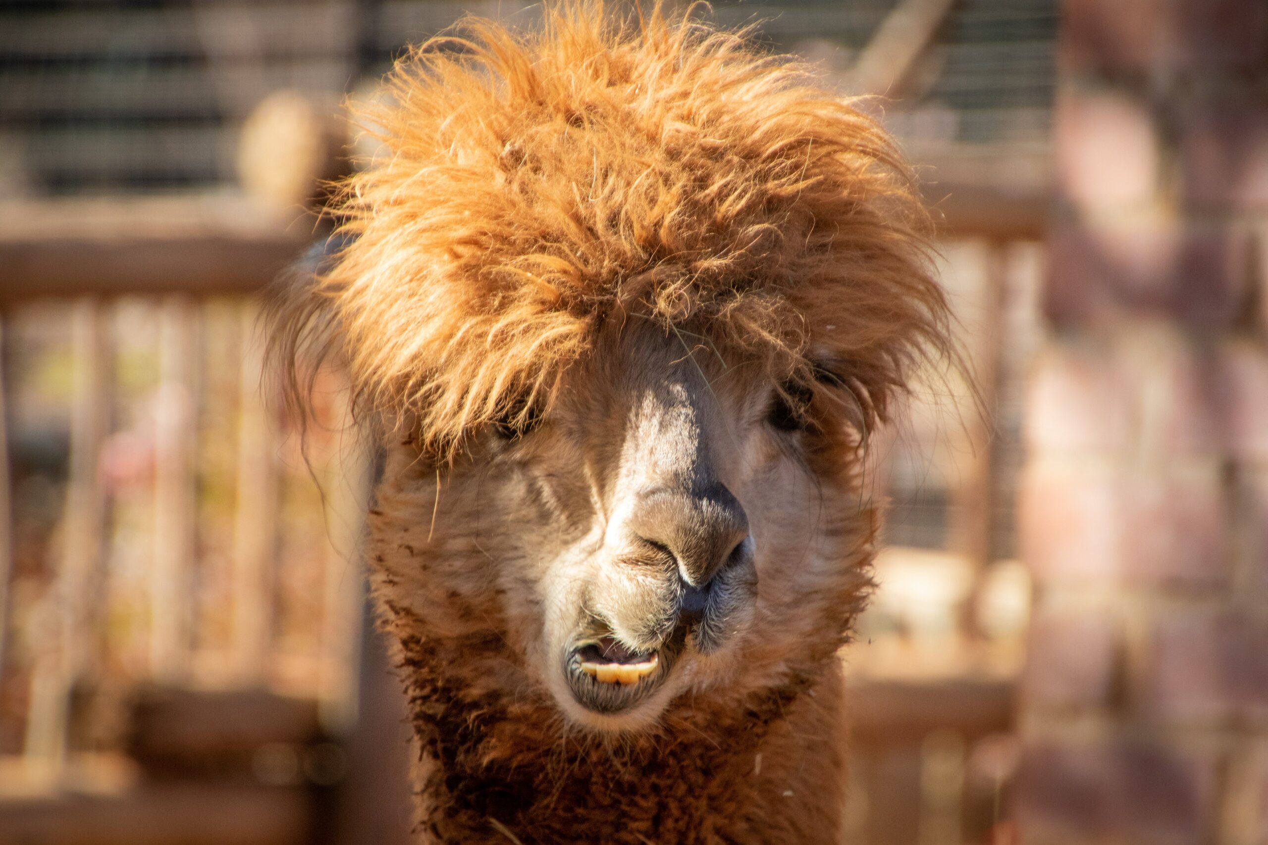 Llamas could save us all from the flu