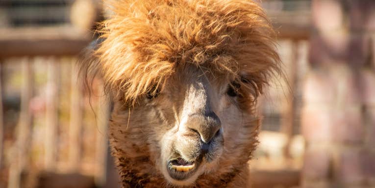 Llamas could save us all from the flu