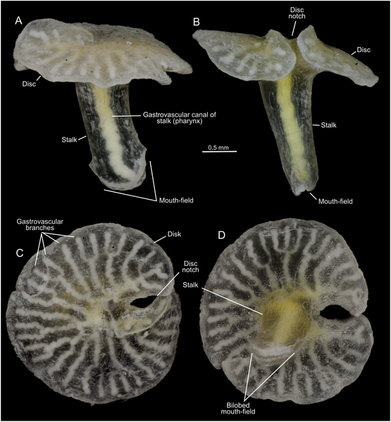 This deep-sea creature may have a familiar mushroom shape, but the organism is actually brand new to science. In fact, the researchers that discovered the animal, named <em>Dendrogamma</em>, are having a hard time figuring out exactly how to categorize it. While the creature has features similar to those in the phyla Ctenophara and Cnidaria, it doesn't quite fit into either group. In a paper published in <a href="http://www.plosone.org/article/info%3Adoi%2F10.1371%2Fjournal.pone.0102976"><em>PLOS One</em></a>, the researchers say it's possible the new mushroom-shaped species requires a phylum all its own.