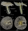 This deep-sea creature may have a familiar mushroom shape, but the organism is actually brand new to science. In fact, the researchers that discovered the animal, named <em>Dendrogamma</em>, are having a hard time figuring out exactly how to categorize it. While the creature has features similar to those in the phyla Ctenophara and Cnidaria, it doesn't quite fit into either group. In a paper published in <a href="http://www.plosone.org/article/info%3Adoi%2F10.1371%2Fjournal.pone.0102976"><em>PLOS One</em></a>, the researchers say it's possible the new mushroom-shaped species requires a phylum all its own.