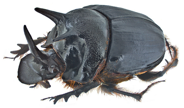 Scientists Gave Beetles An Extra Eye By Deleting Their Horns