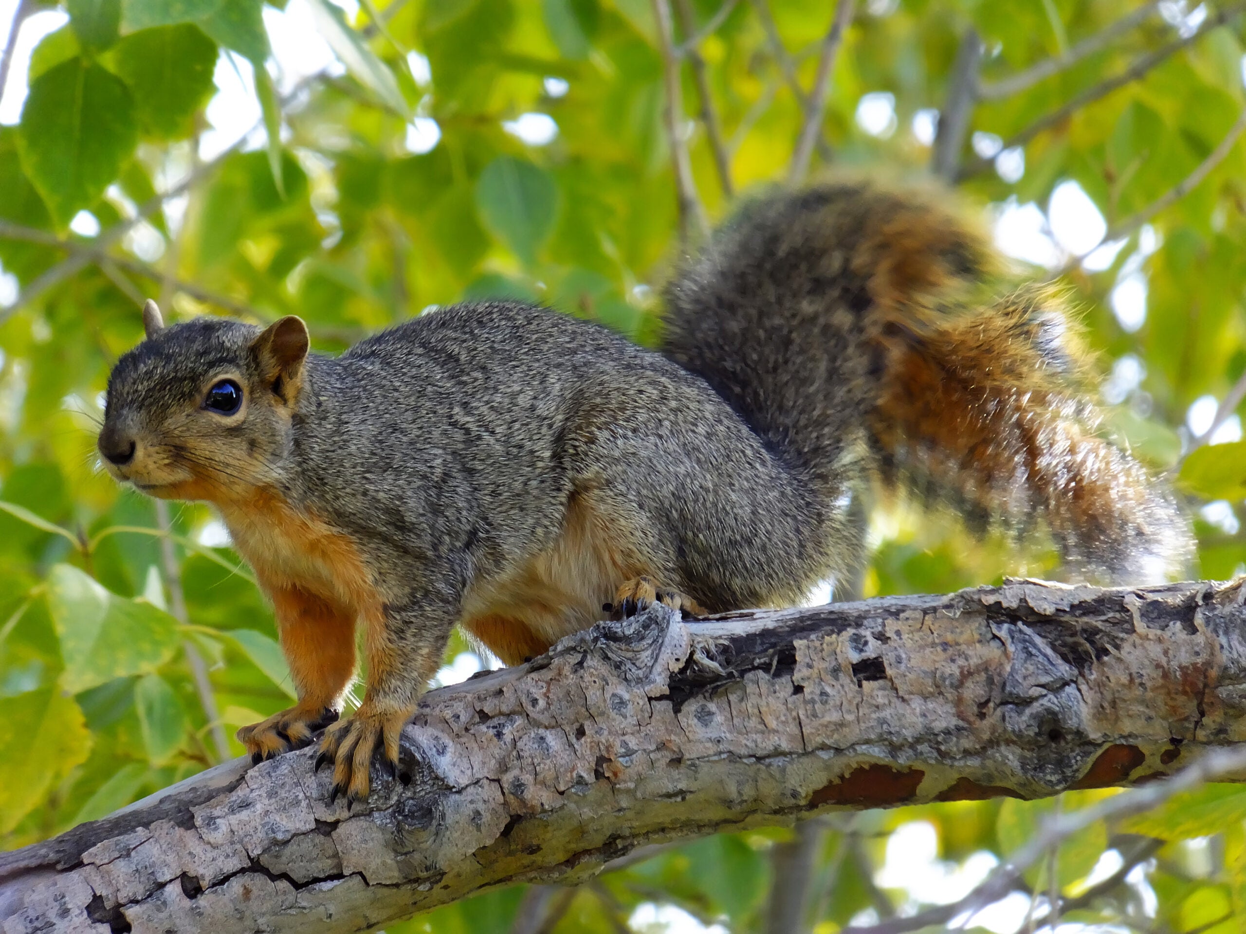Squirrels are so organized it's nuts | Popular Science