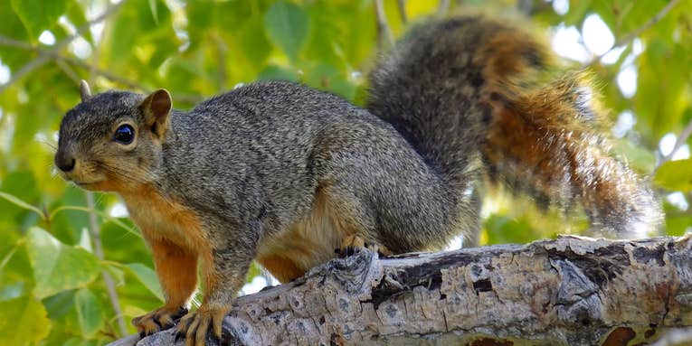 Squirrels are so organized it’s nuts