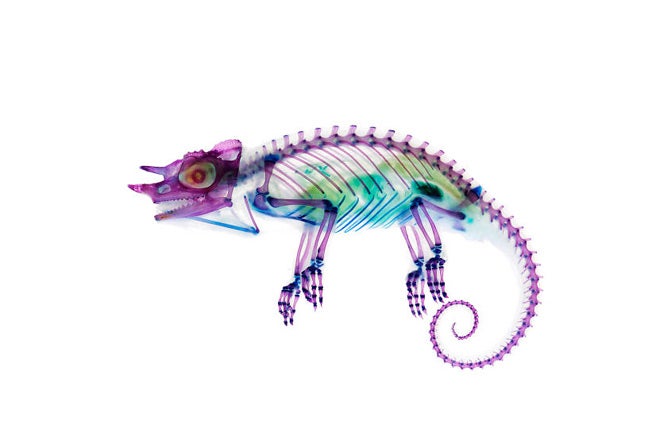 Iori Tomita, a Japanese artist, has developed a taxidermy technique that turns the remains of animals into these wildly colorful creations. This chameleon is even more colorful than it was when it was alive. Read more <a href="http://io9.com/5929143/these-psychedelic-animal-specimens-are-unlike-anything-youve-ever-seen">here</a>.