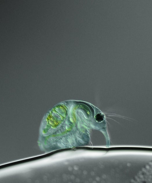 <strong>10th Place</strong> Joan RÃ¶hl of the Institute for Biochemistry and Biologya€¨ in Potsdam, German took this shot of <em>Daphnia magna</em> (freshwater water flea) at 100X magnification using differential interference contrast.