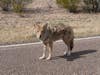 a coyote on the road