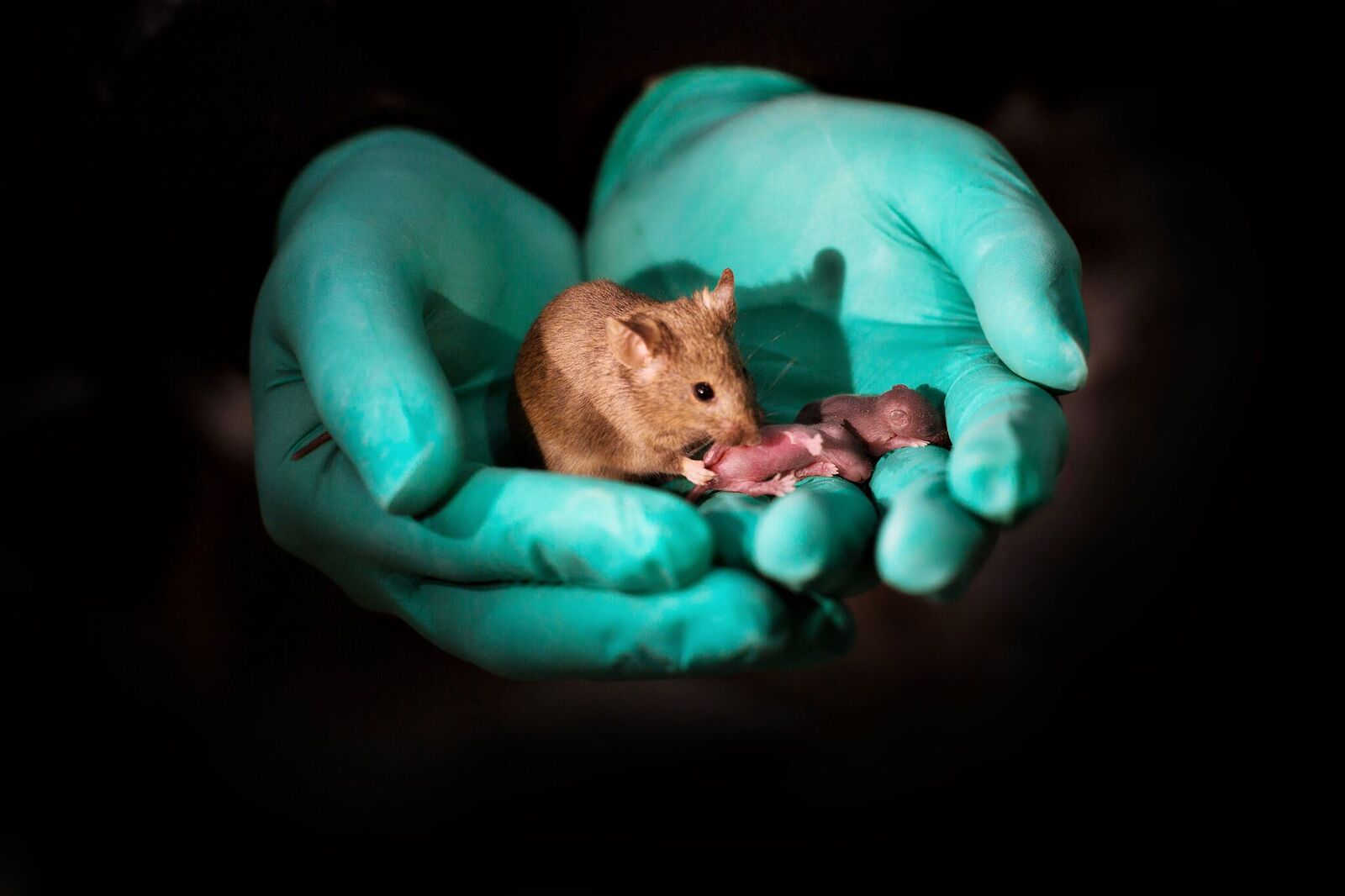 Scientists just created healthy mice with same-sex parents