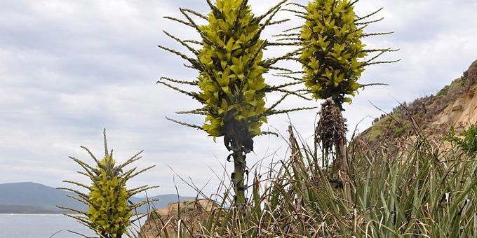 England, Meet Your New Giant Sheep-Eating Plant