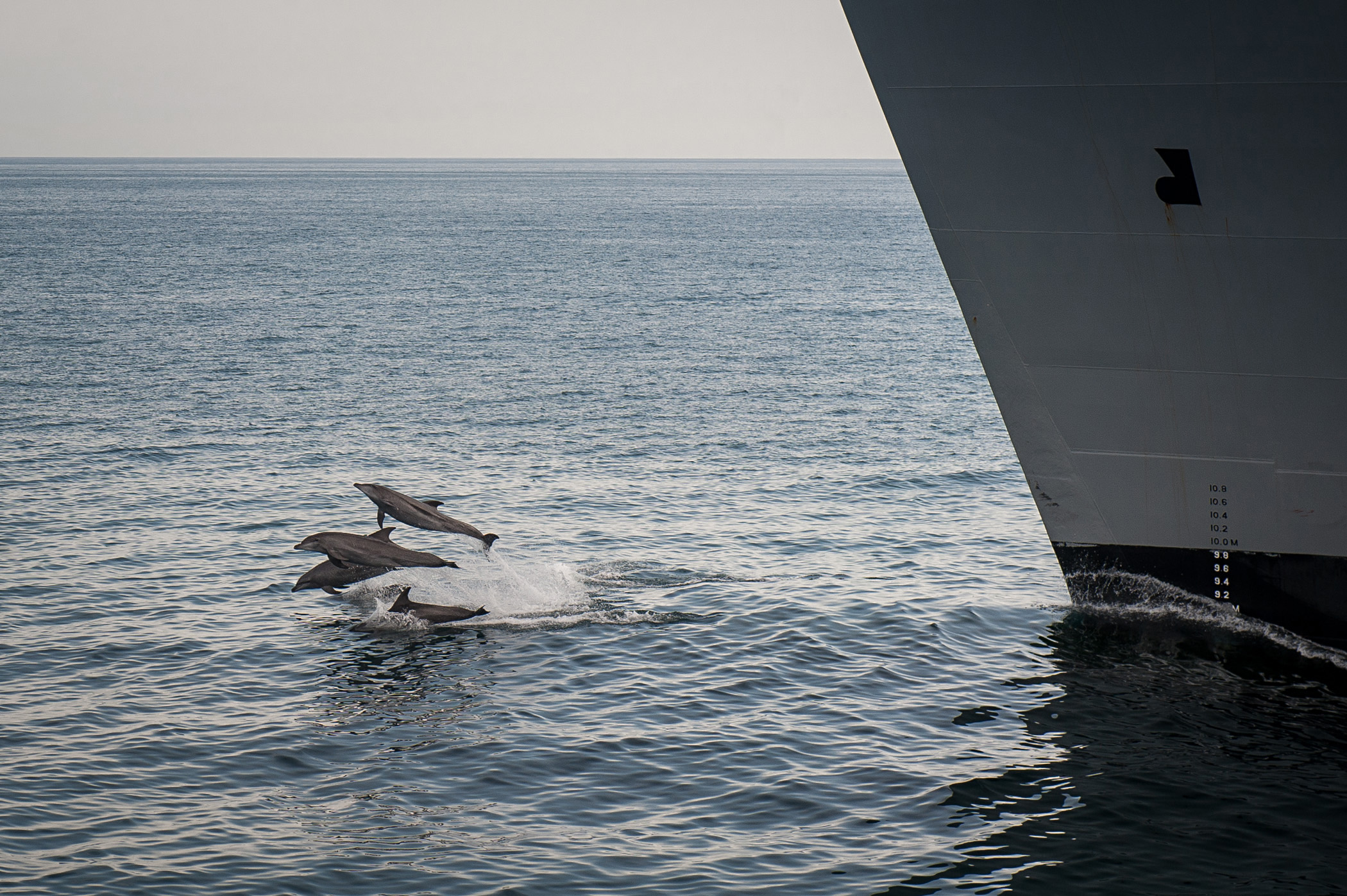 U.S. 5th FLEET AREA OF RESPONSIBILITY (March 24, 2013) Dolphins jump out of the water near the Military Sealift Command dry cargo and ammunition ship USNS Alan Shepard (T-AKE-3) during an underway replenishment with the guided-missile destroyer USS Stockdale (DDG 106), not pictured. (U.S. Navy photo by Mass Communication Specialist 2nd Class David Hooper/Released) 130324-N-HN991-338 Join the conversation http://www.facebook.com/USNavy http://www.twitter.com/USNavy http://navylive.dodlive.mil