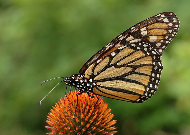 Americans Would Pay $4 Billion To Save Monarch Butterflies