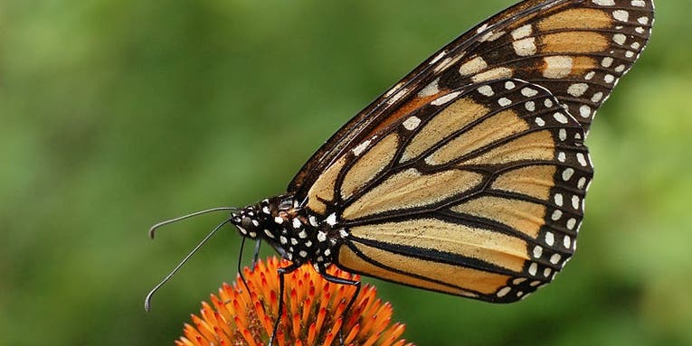 Americans Would Pay $4 Billion To Save Monarch Butterflies