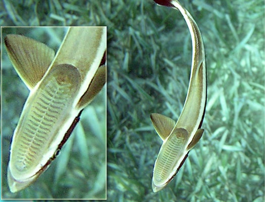 Is The Secret To Better Adhesives Inside A Remora’s Head?