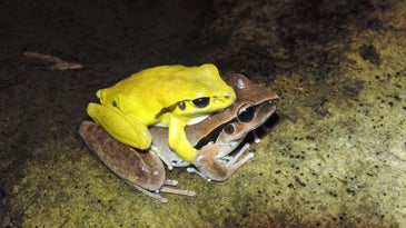 A frog couple has sex. The male is yellow. 
