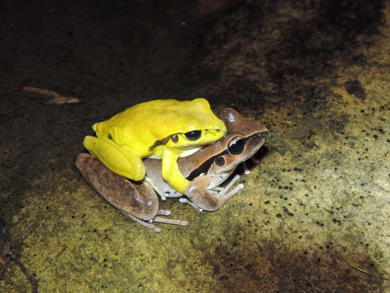 A frog couple has sex. The male is yellow.