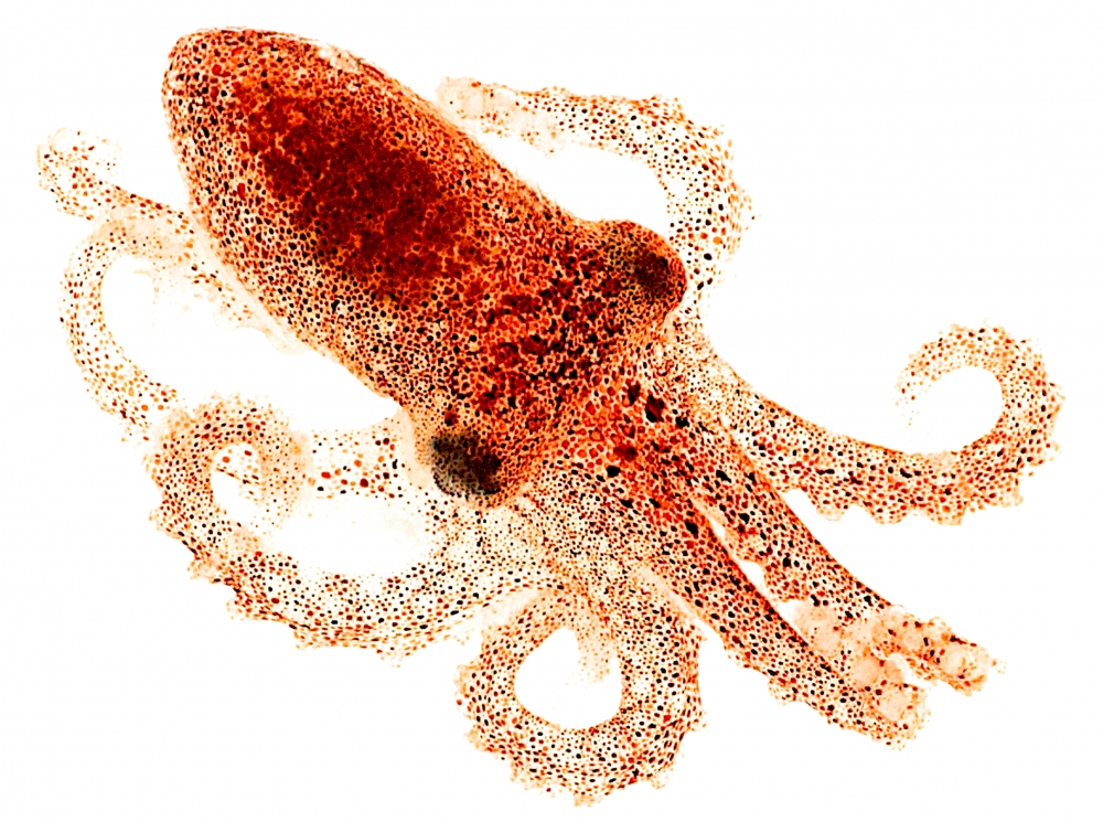Octopus Skin Can See Light, No Brain Needed