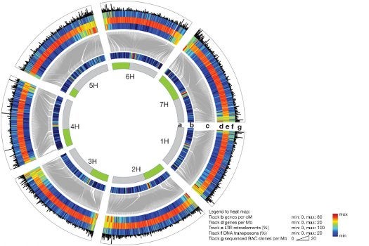 A variety of views of the barley genome. The first row, a, just shows each of the seven barley chromosomes: 1H through 7H. Rows b through g show different sets of positional data, including the locations of high-confidence genes along the physical map. tl;dr It's a really complicated infographic.