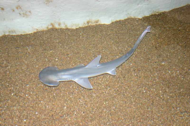 The scalloped bonnethead is a rare type of hammerhead shark, found along the tropical Pacific coast of North America, from Mexico down to Peru. It's among the smallest of the hammerhead sharks, but it's very poorly understood--nobody knows the purpose of its spade-shaped head, for example.